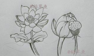 简笔画荷花图片大全