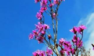 带你去看杜鹃花